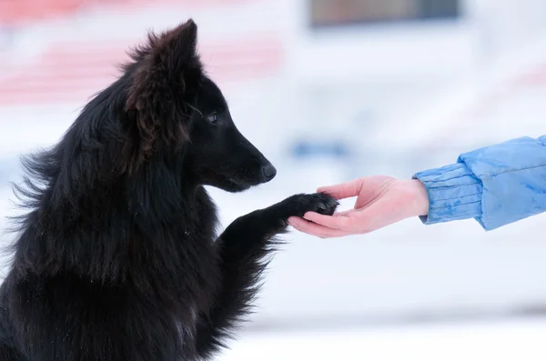 Jeune chien noir dressage — Photo