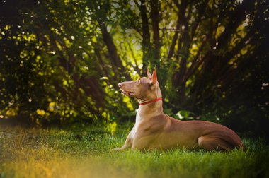 Pharaoh hound bruine hond leugens en dromenFiravun tazı kahverengi köpek yalanlar ve rüyalar