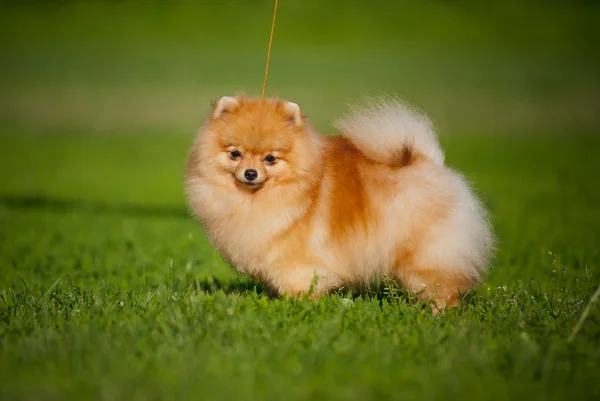 Joven cachorro Spitz en verano — Foto de Stock