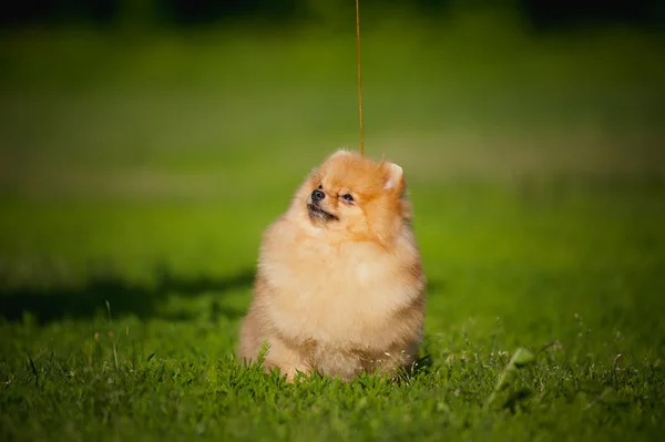 Joven cachorro Spitz sentado en la hierba — Foto de Stock