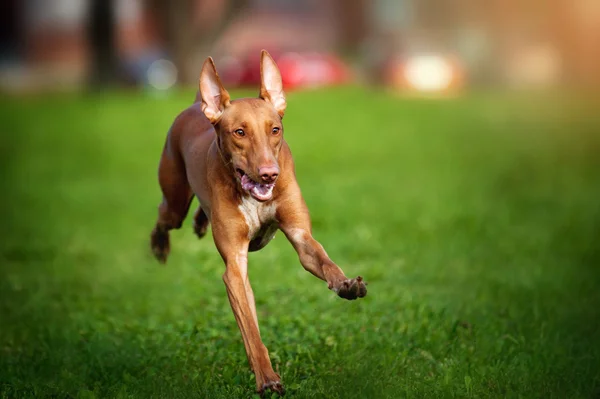 ファラオ ・ ハウンドを走っている犬 — ストック写真