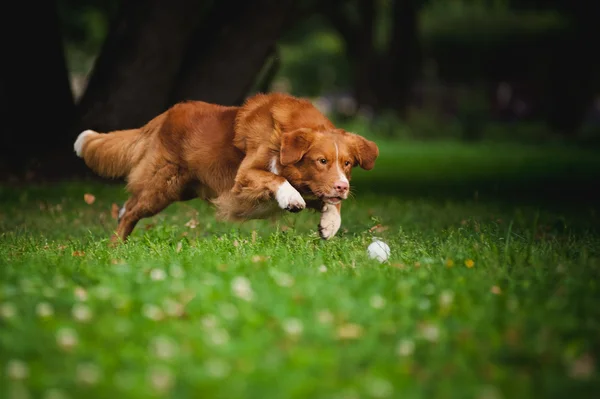 Golden retriever Toller perro jugando con la pelota — Foto de Stock