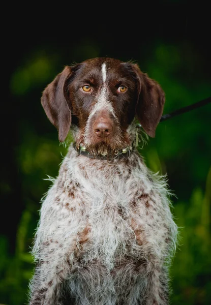 Chocolate cão de caça — Fotografia de Stock