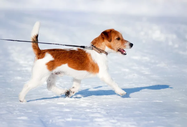 Pequeño cachorro jack Russell corriendo — Foto de Stock
