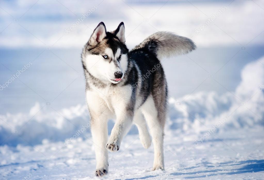 Dog hasky running in winter