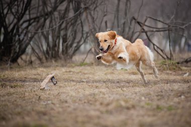 Bir oyuncakla oynamak sevimli golden retriever köpek