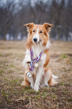 mutlu gurur köpek birçok madalya var