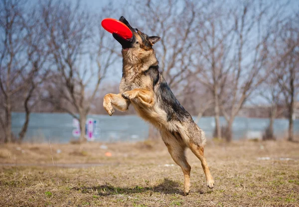 Duitse herder frisbee vangen — Stockfoto