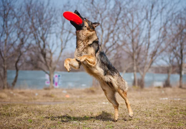 Německý ovčák chytání frisbee — Stock fotografie