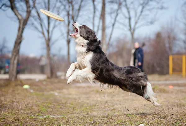 青いボーダー ・ コリー犬のジャンプでディスクをキャッチ — ストック写真