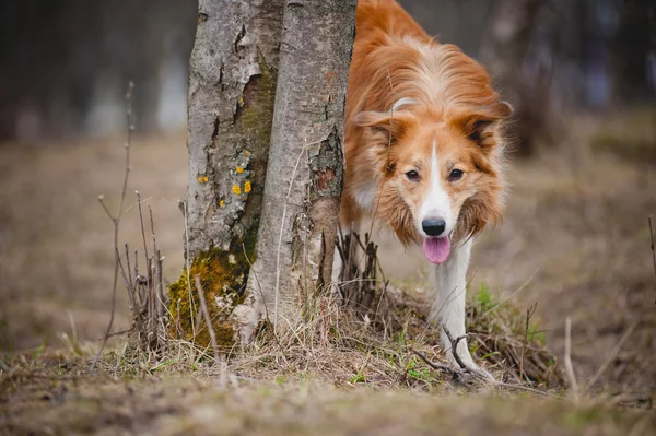 Roter Border Collie blickt hinter einem Baum hervor — Stockfoto