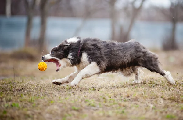 Собака Blue Border Collie играет игрушечным мячом — стоковое фото