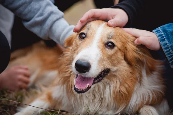 子供たちは赤いボーダー ・ コリー犬を愛撫します。 — ストック写真