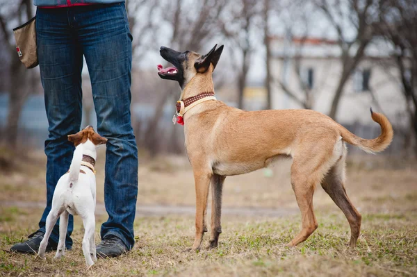 Dos perros mirando al hombre — Foto de Stock