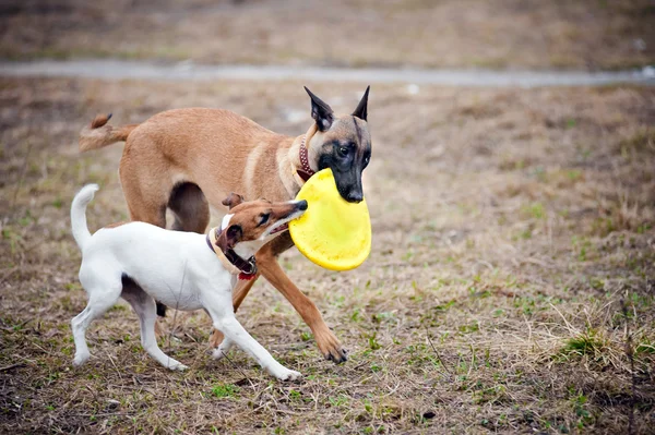 Две собаки играют вместе с игрушками — стоковое фото
