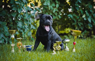 Proud dog Stafford Terrier with medals clipart