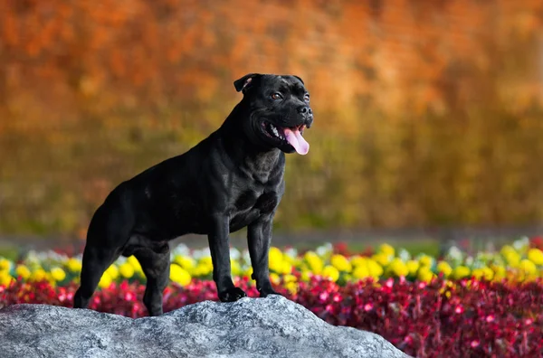 Fiers Stafford Terrier se dresse contre les couleurs — Photo