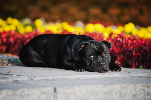 Köpek üzerinde oturan korkunç yalan arka plan çiçekler — Stok fotoğraf