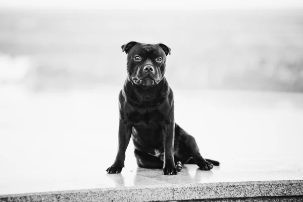 Bedrohlich stolzer Dog Terrier sitzt — Stockfoto