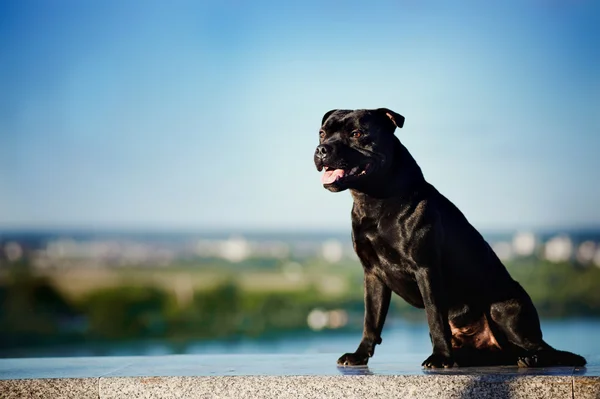 坐在自然背景上的黑色狗小猎犬 — 图库照片