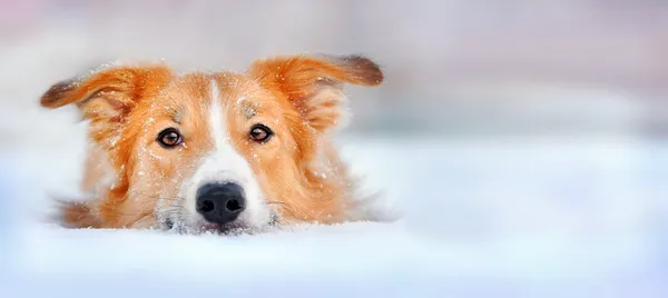 Leuke hond Bordercollie liggen in de sneeuw Rechtenvrije Stockfoto's