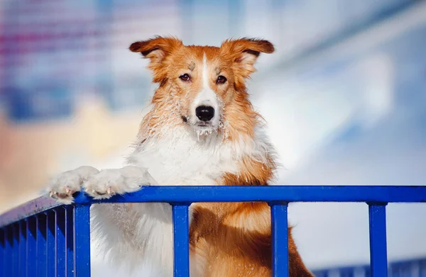 Handsome dog border collie in winter — Stock Photo, Image