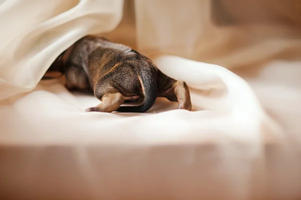 Newborn puppy crawls away — Stock Photo, Image