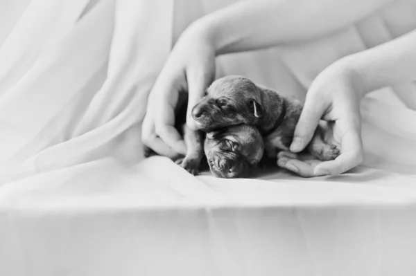 Cute newborn puppy in the hands — Stock Photo, Image