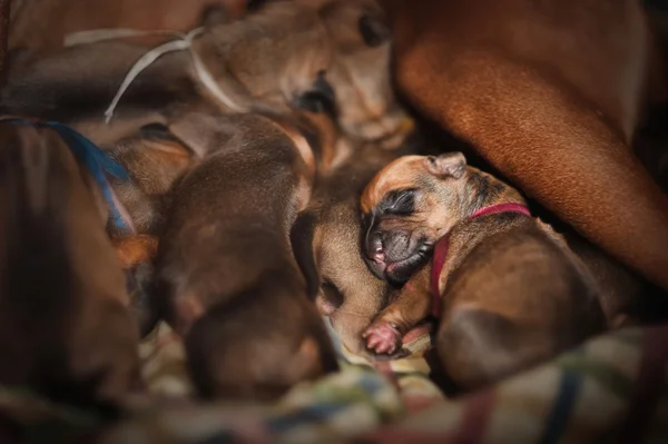 Carino neonato cucciolo dormire — Foto Stock