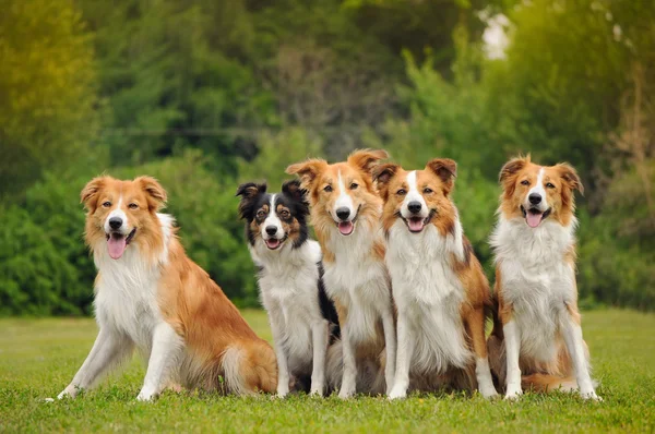 Grupp fem lyckliga hundar border collie — Stockfoto