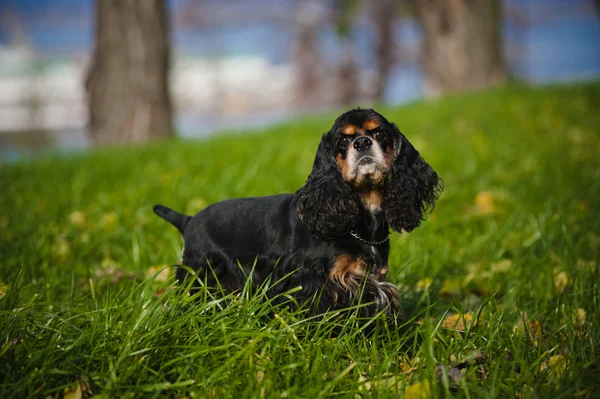 Amerikaanse cocker spaniel in de herfst — Stockfoto