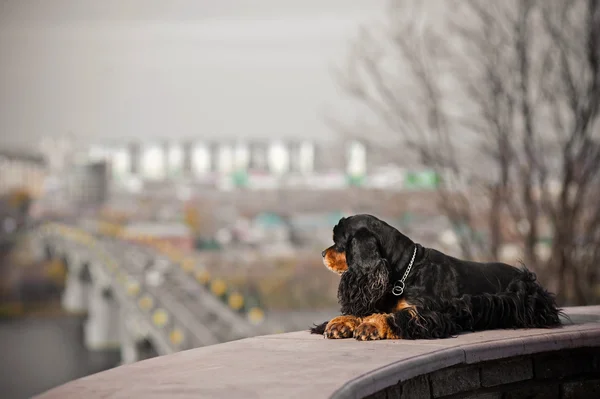 Cocker spaniel americano deitado — Fotografia de Stock