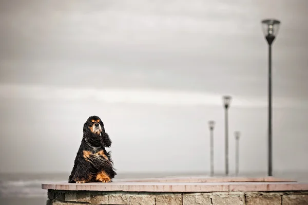 Cocker spaniel amerykański siedzi — Zdjęcie stockowe