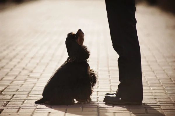 アメリカのコッカー spaniel トレーニング — ストック写真