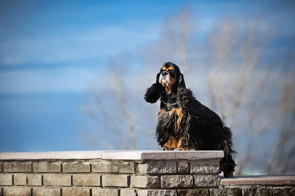 アメリカのコッカー spaniel 滞在 — ストック写真