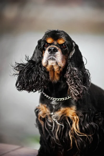 美国可卡犬肖像画 — 图库照片
