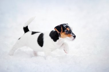 yavru jack russel terrier kış oynama