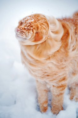 kırmızı genç maine coon, kar sallar