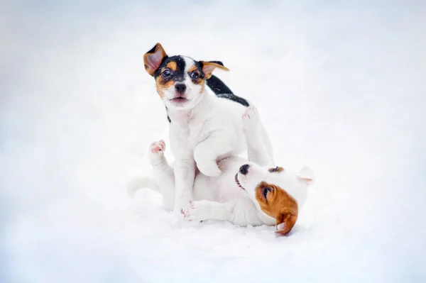 Dois cachorrinho Jack Russel terrier jogando — Fotografia de Stock