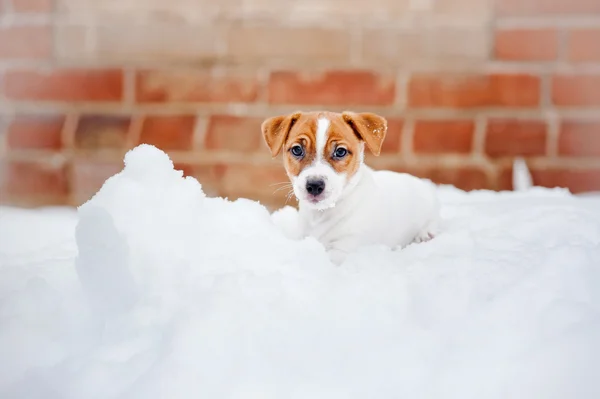 Hvalp jack russel terrier - Stock-foto