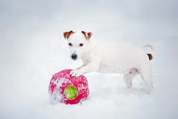 Filhote de cachorro Jack Russel terrier jogando com bola — Fotografia de Stock
