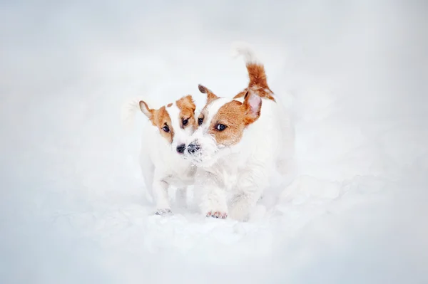 Two puppy Jack russel terrier playing — Stock Photo, Image
