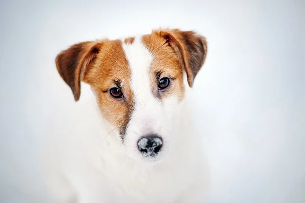 Jack Russel terrier retrato no inverno — Fotografia de Stock