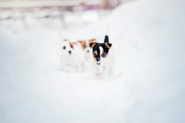 Two puppy Jack russel terrier playing — Stock Photo, Image