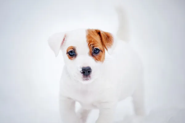Puppy Jack russel terrier portrait in winter — Stock Photo, Image