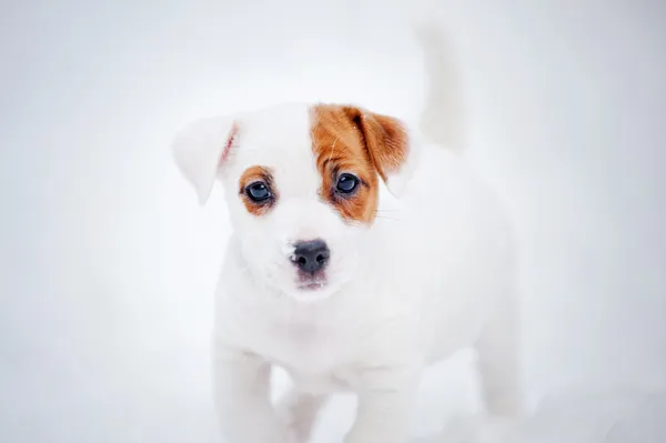 Štěně jack russel teriér portrét v zimě — Stock fotografie