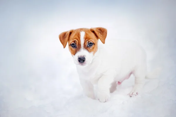 Jack Russell Terrier Welpe, Portrait im Winter — Stockfoto