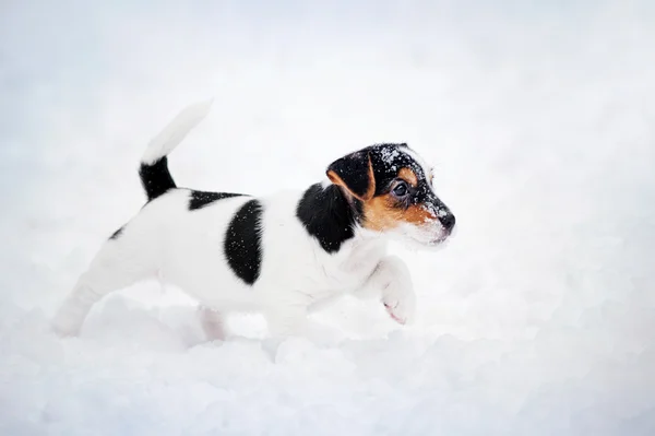 Puppy Jack russel terrier spiller om vinteren - Stock-foto
