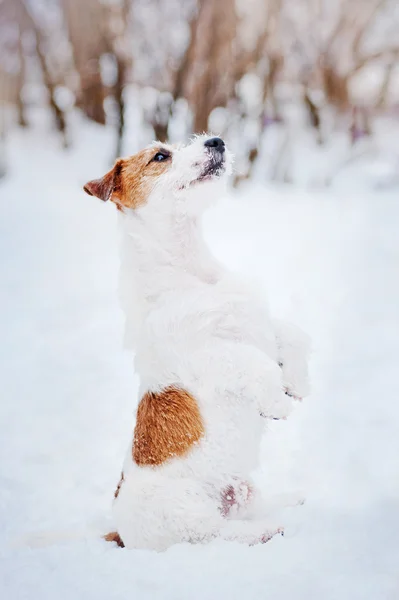 Perro jota russel terrier hacer truco en invierno — Foto de Stock