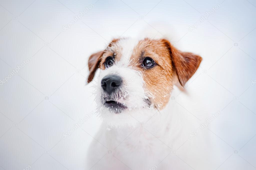 Jack russel terrier portrait in winter